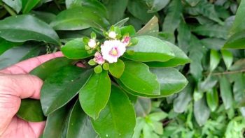 Receitas com ora pro nobis