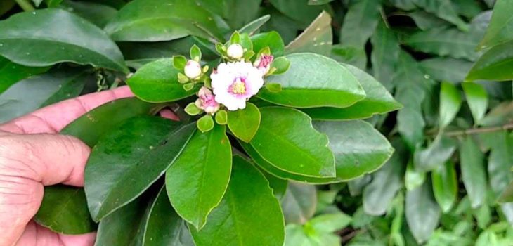 Receitas com ora pro nobis
